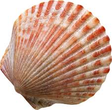 sea shell